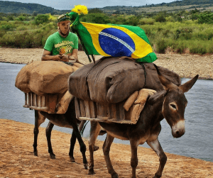 Leia mais sobre o artigo 5 Expressões Brasileiras com “Burro” e Suas Origens