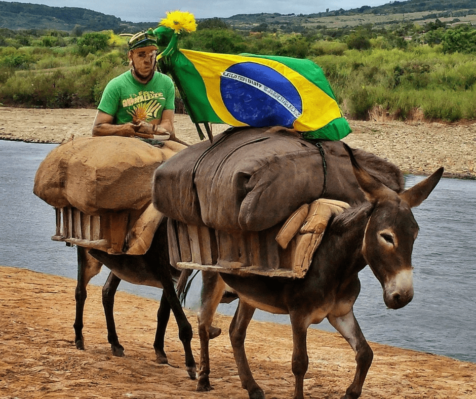 Leia mais sobre o artigo 5 Expressões Brasileiras com “Burro” e Suas Origens